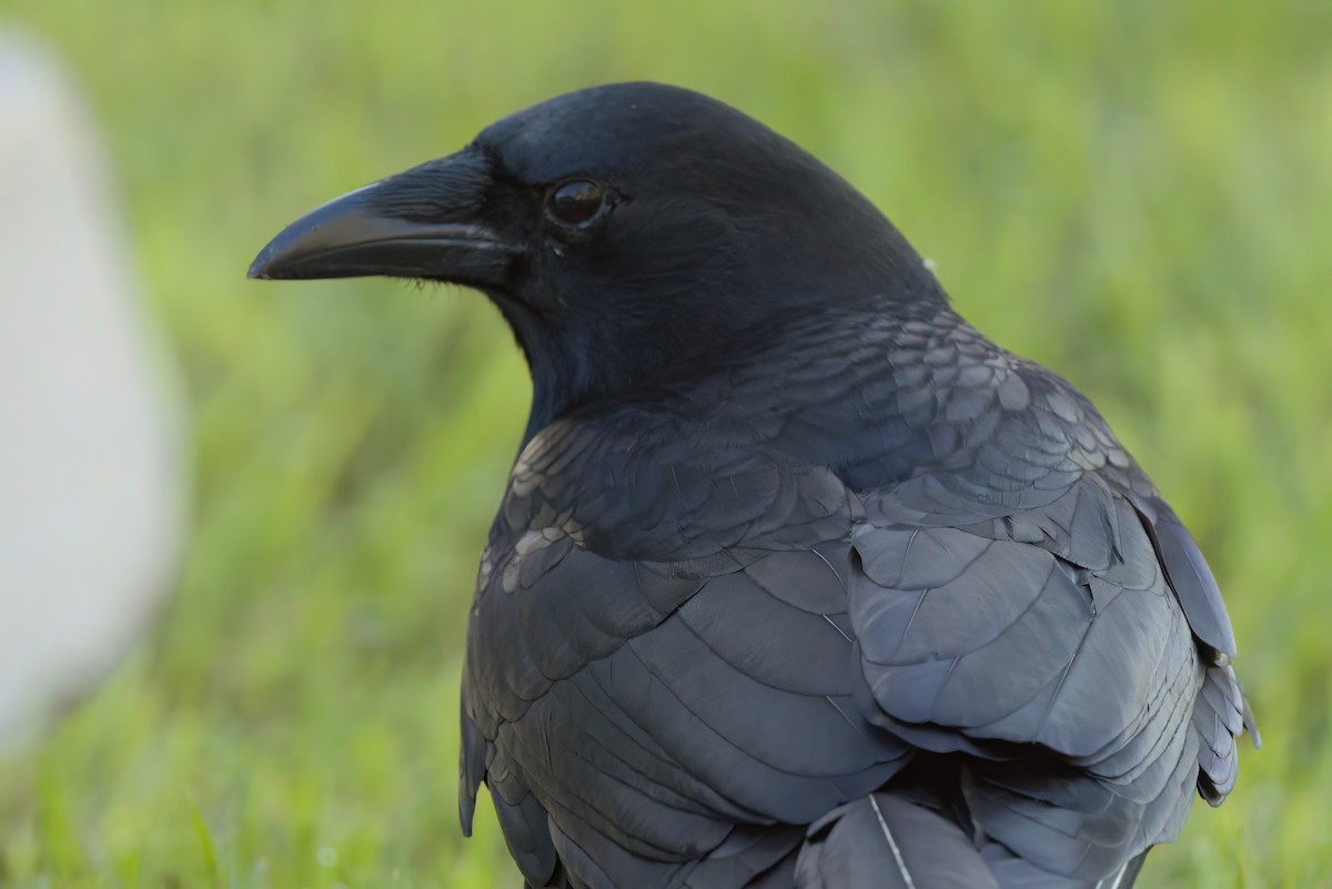 アメリカガラス - ML644614190