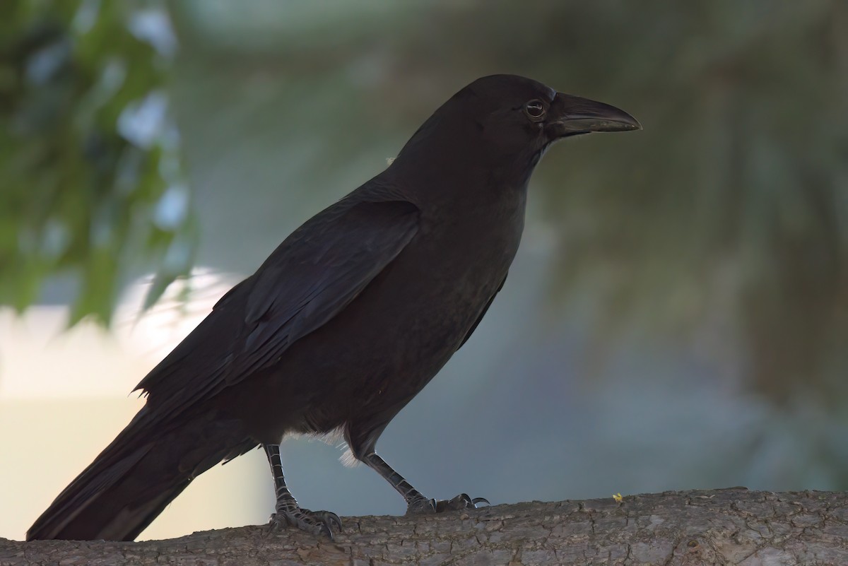 アメリカガラス - ML644614191