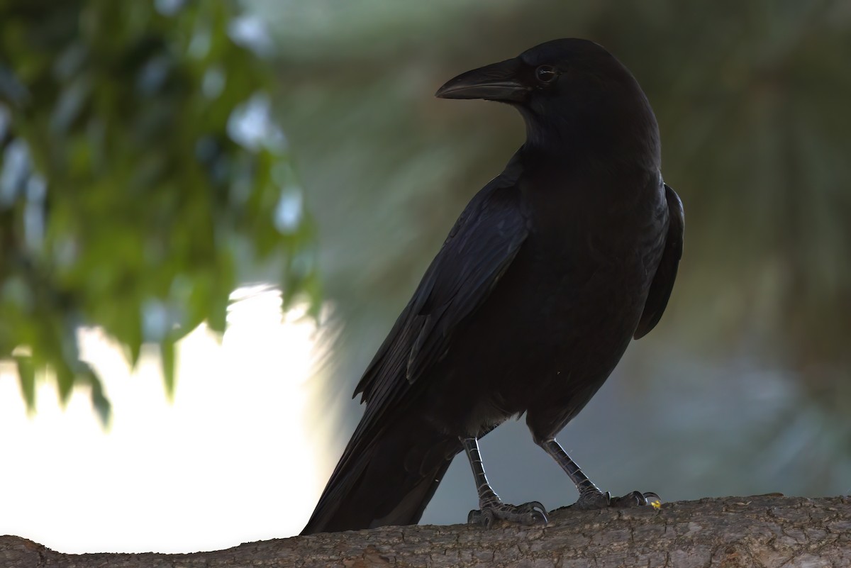 アメリカガラス - ML644614192