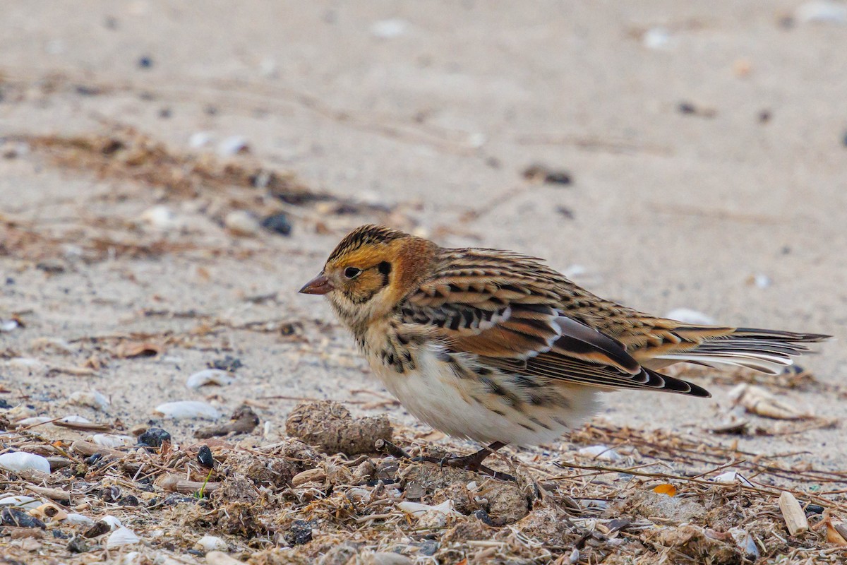 ツメナガホオジロ - ML644614194