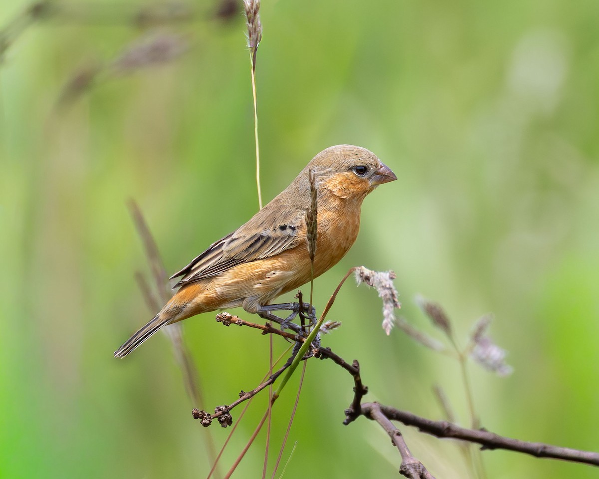 チャバラヒメウソ - ML644614198