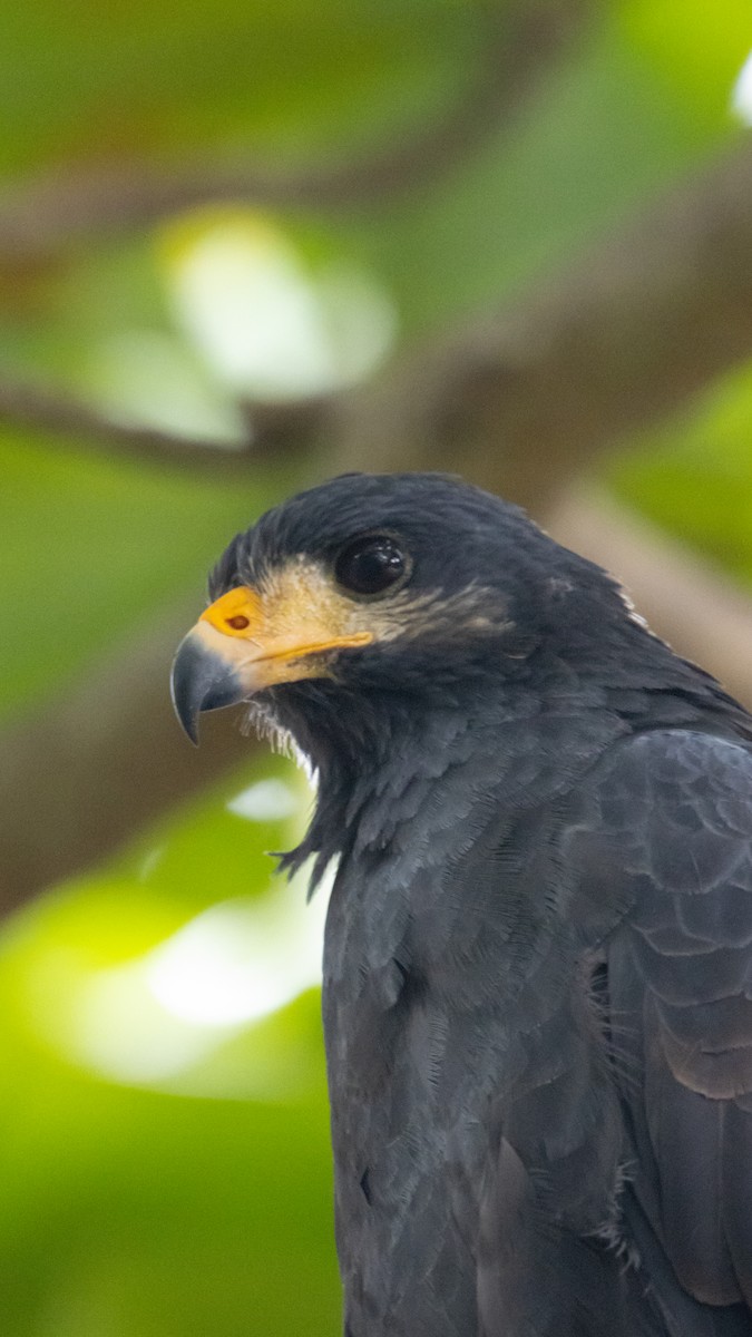 クロノスリ - ML644614199