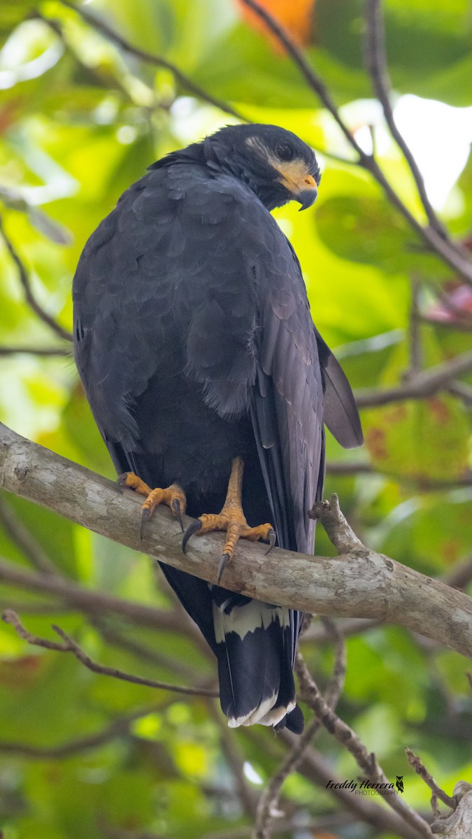 クロノスリ - ML644614200