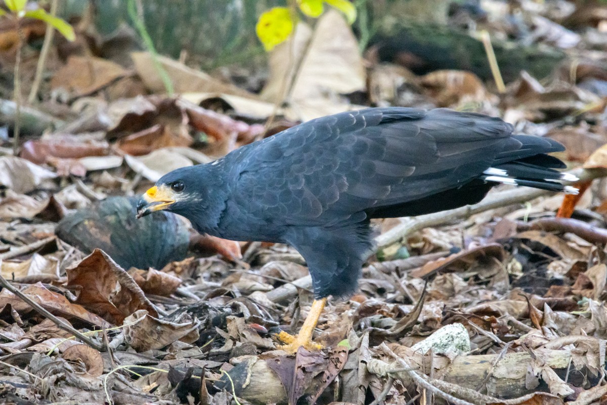 クロノスリ - ML644614202