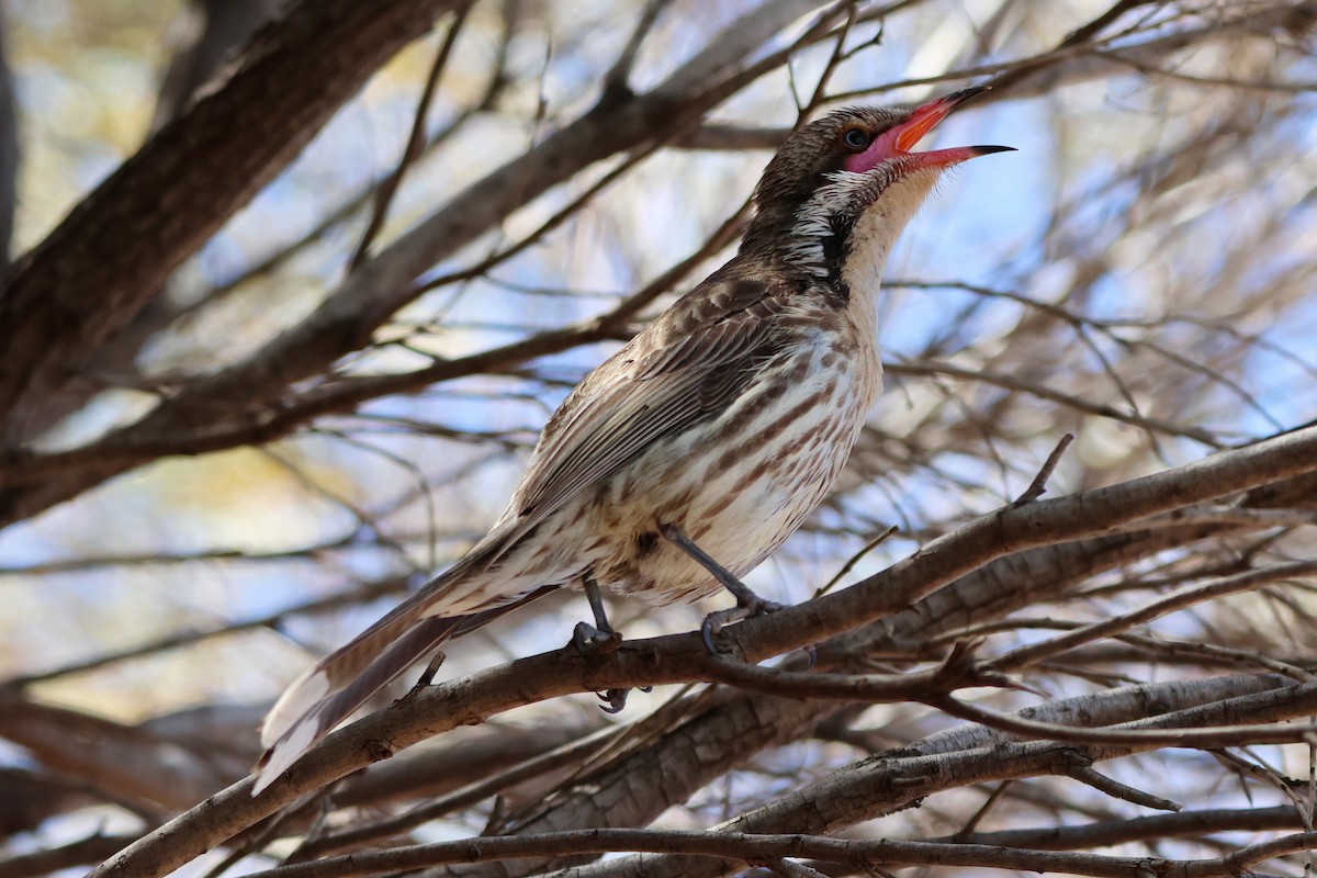 ケミミミツスイ - ML644614203