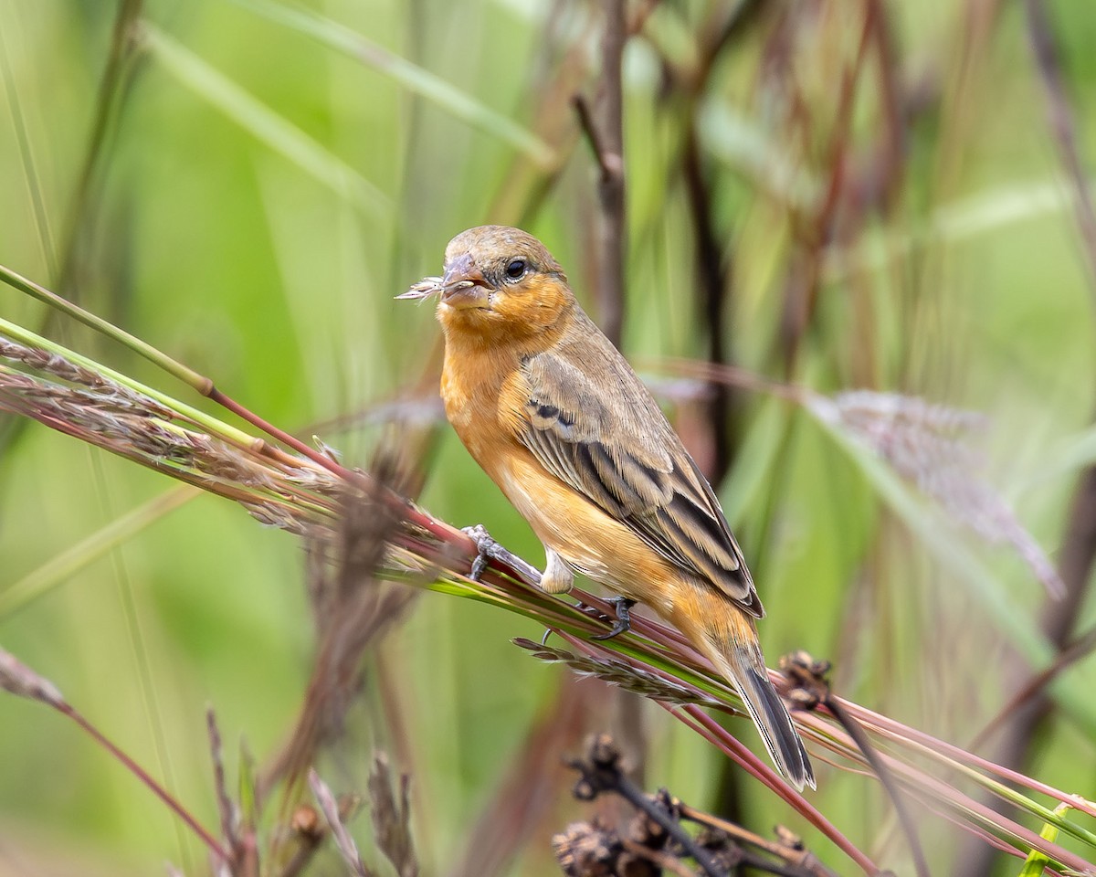 チャバラヒメウソ - ML644614204