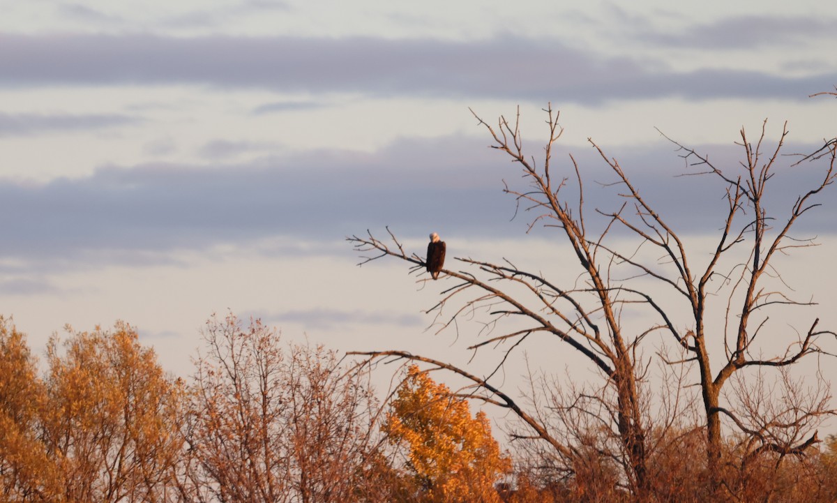 ハクトウワシ - ML644614206