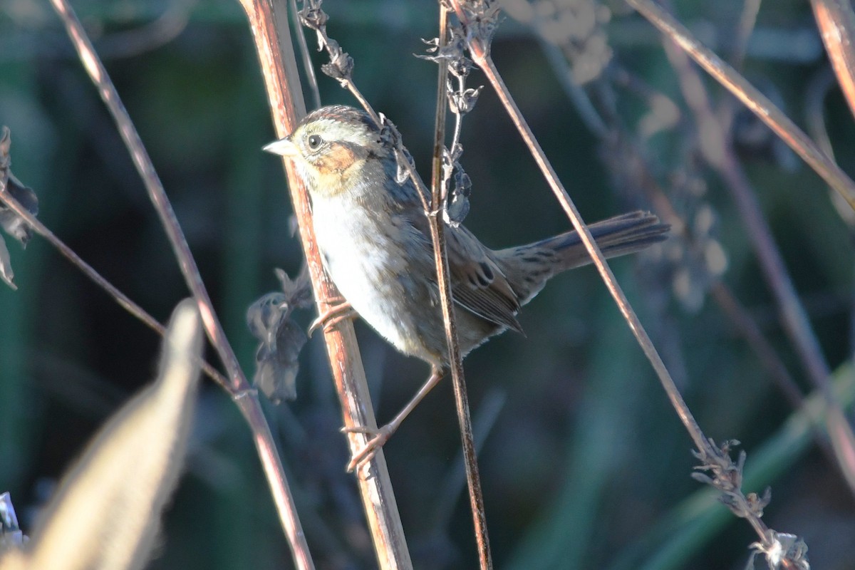 ヌマウタスズメ - ML644614211