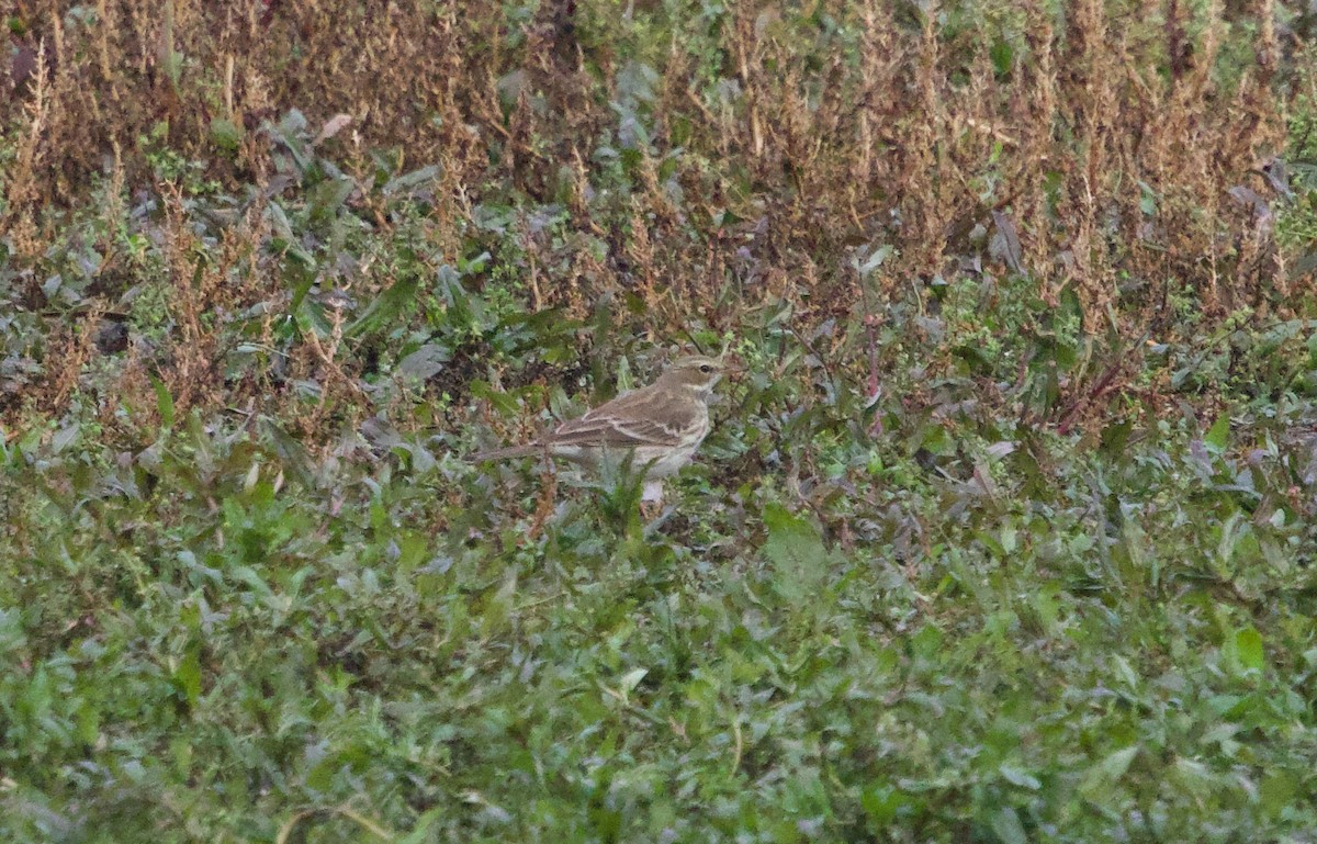 Water Pipit - ML644614216