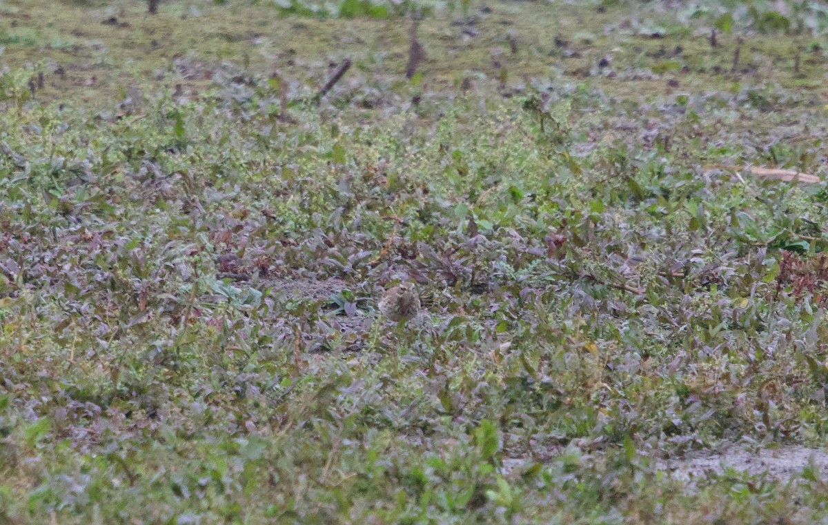 Water Pipit - ML644614217