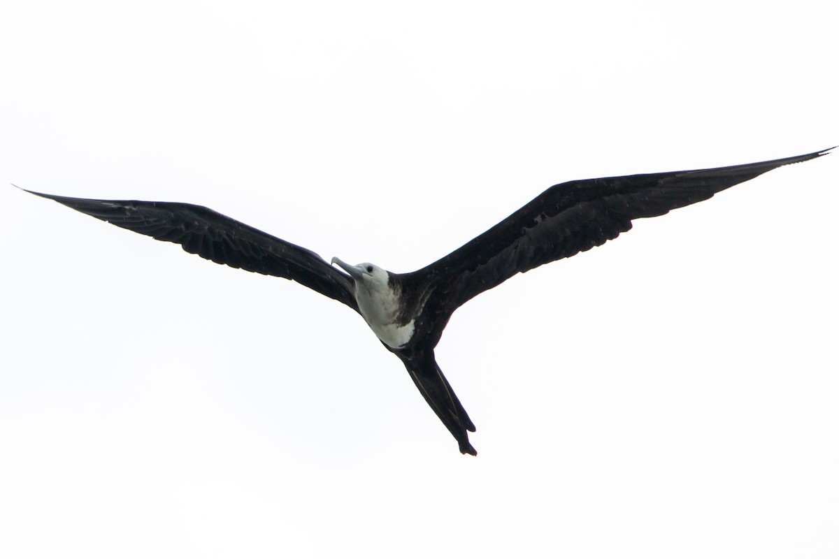 Muhteşem Fregatkuşu - ML644614225