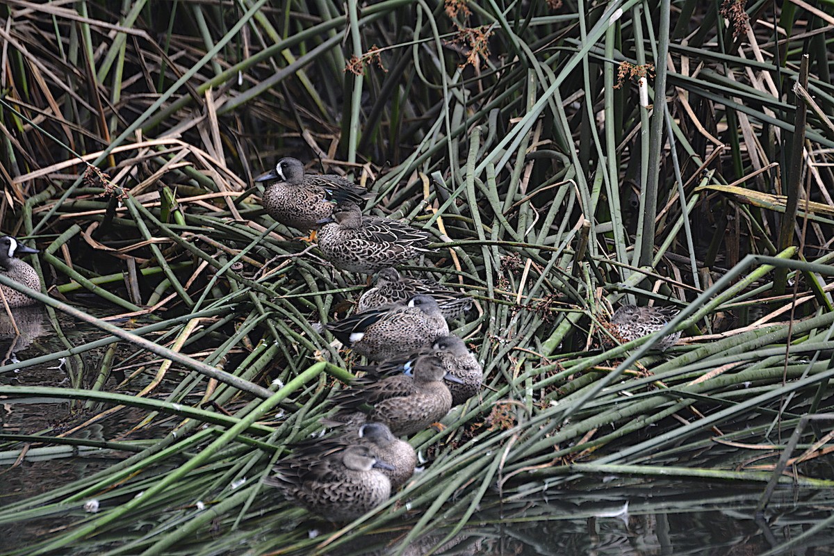 ミカヅキシマアジ - ML644614237