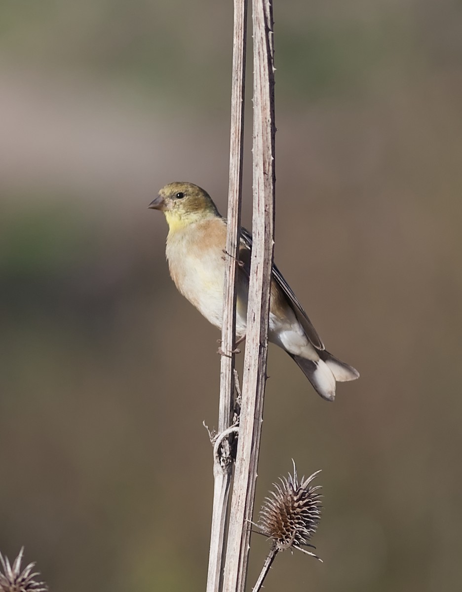 čížek žlutý - ML644614249