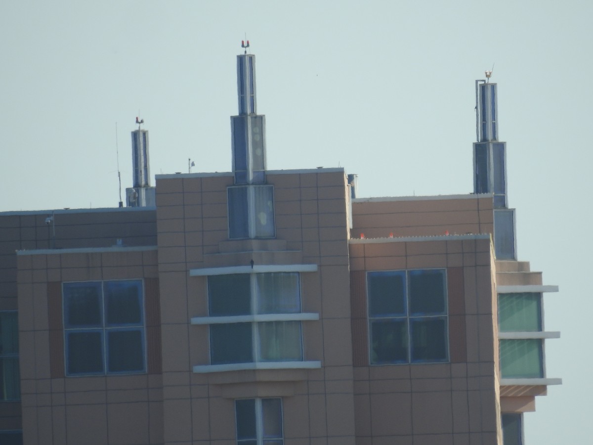 vandrefalk - ML644614253