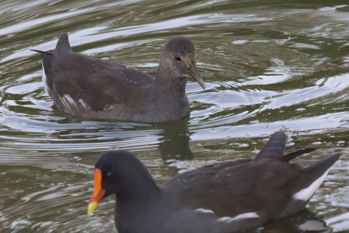 Common Gallinule - ML644614254