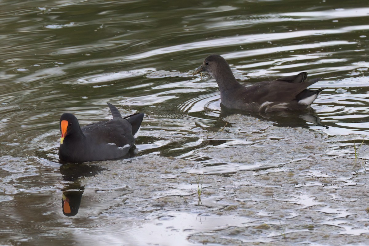 Common Gallinule - ML644614255