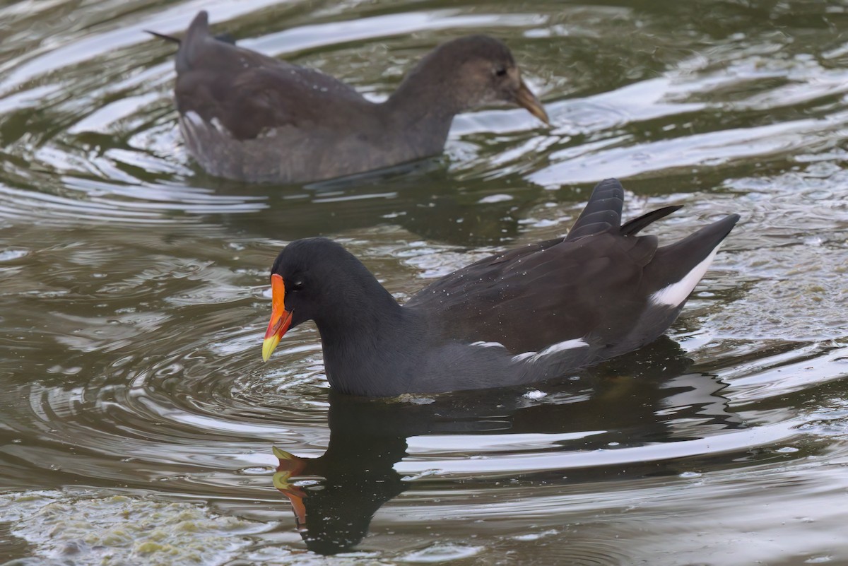 Common Gallinule - ML644614256