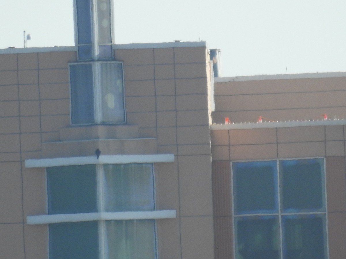 vandrefalk - ML644614271