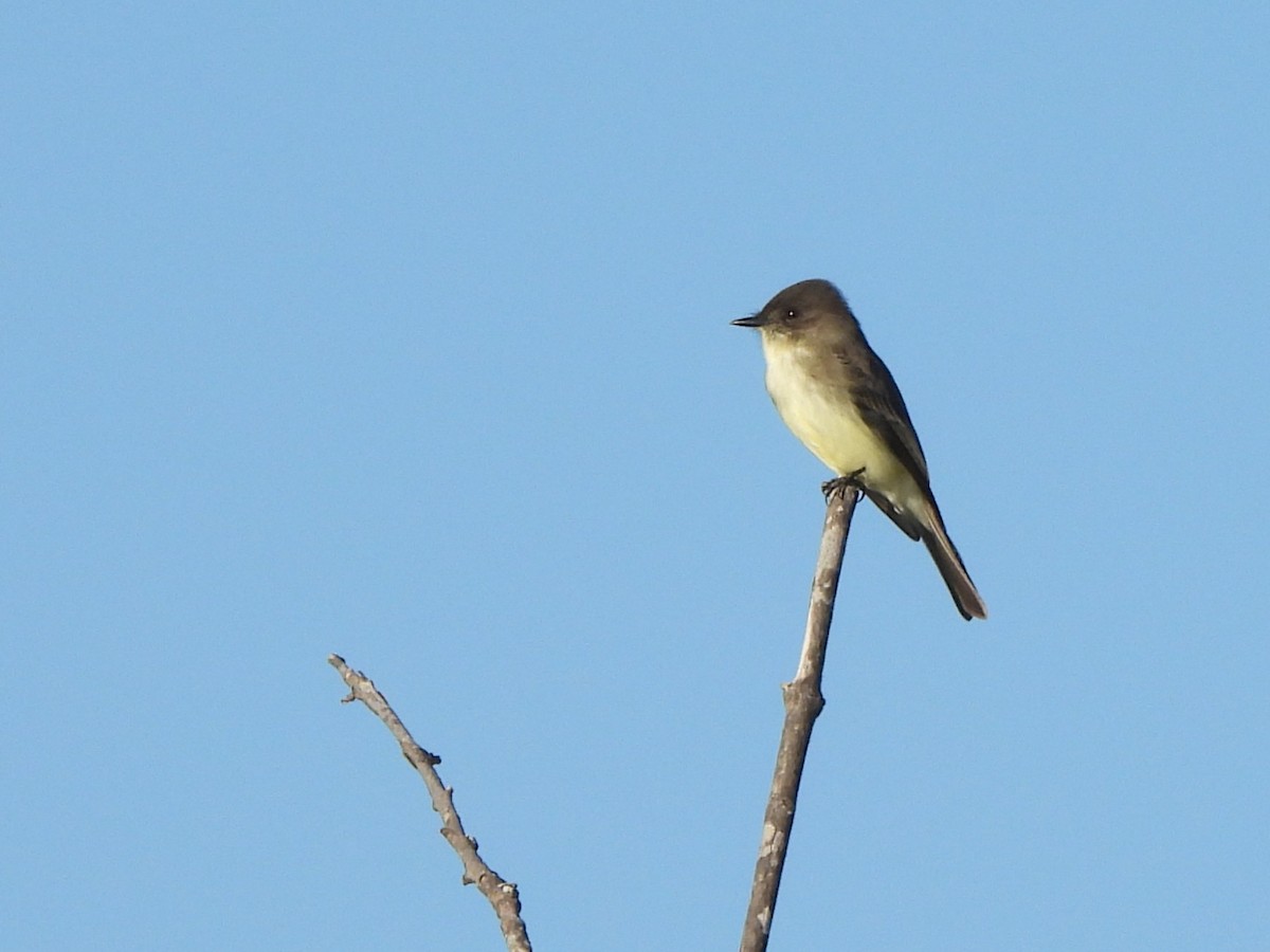 Mosquero Fibí - ML644614279