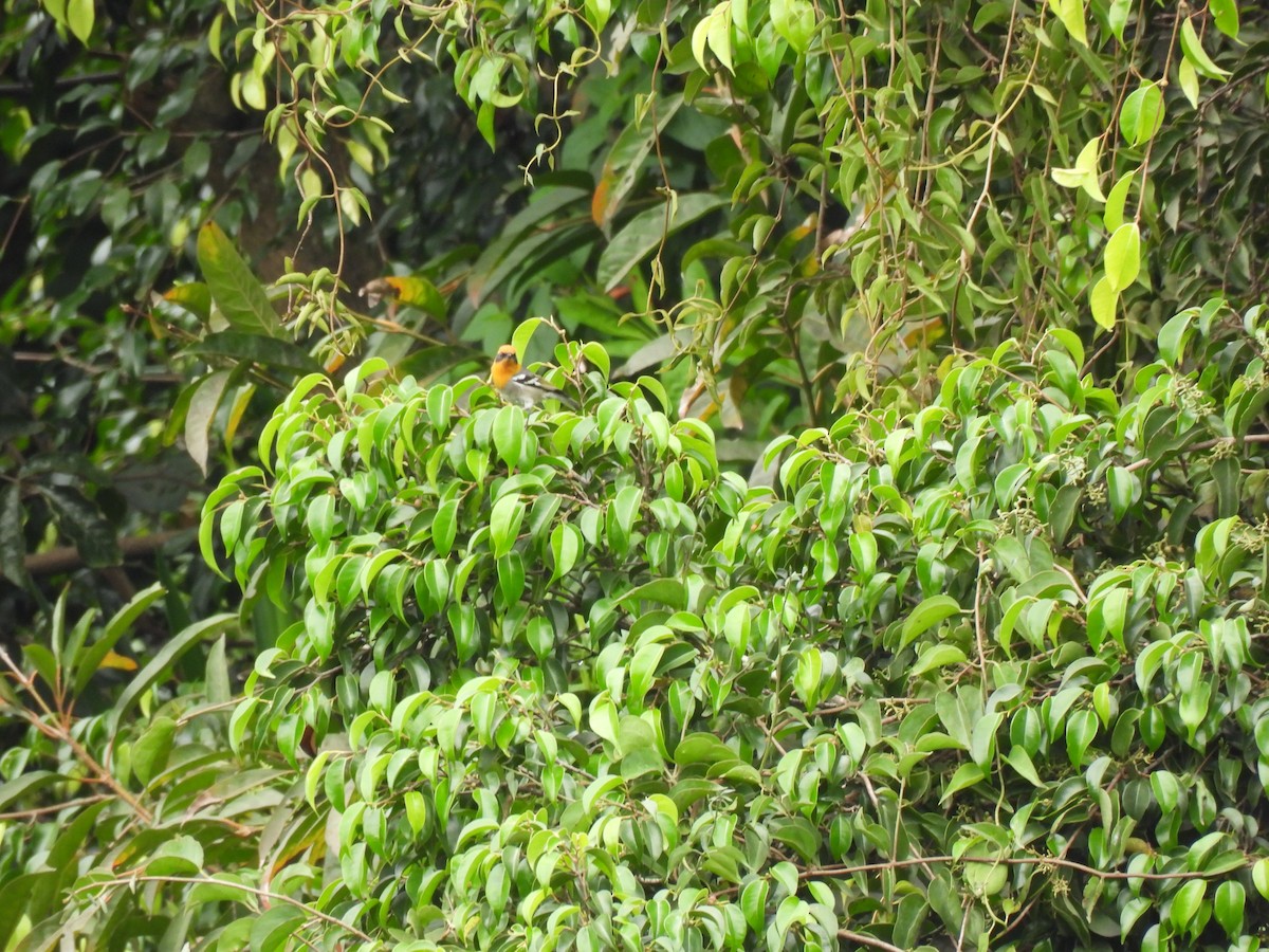 Olive Warbler - ML644614291