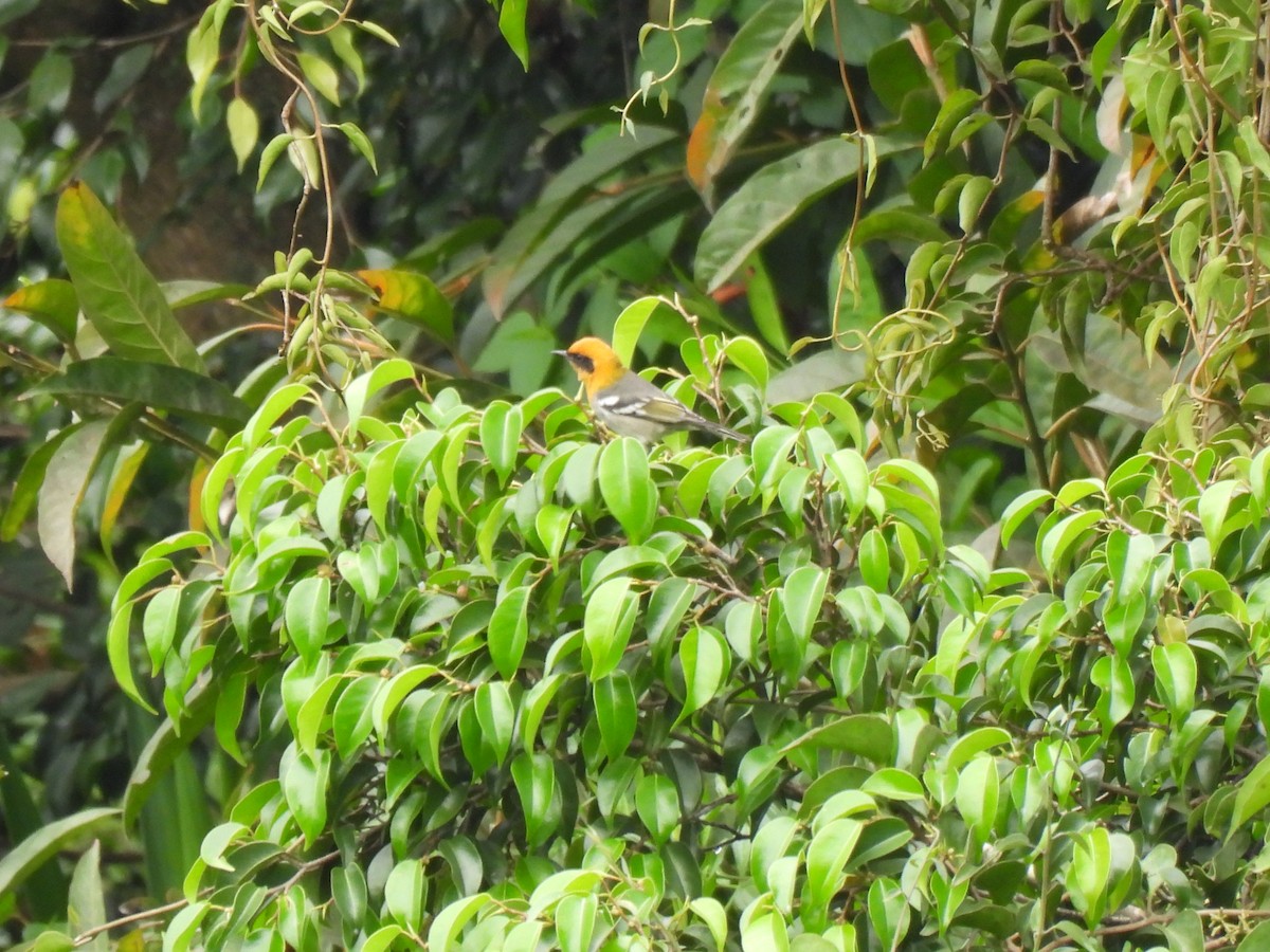 Olive Warbler - ML644614292