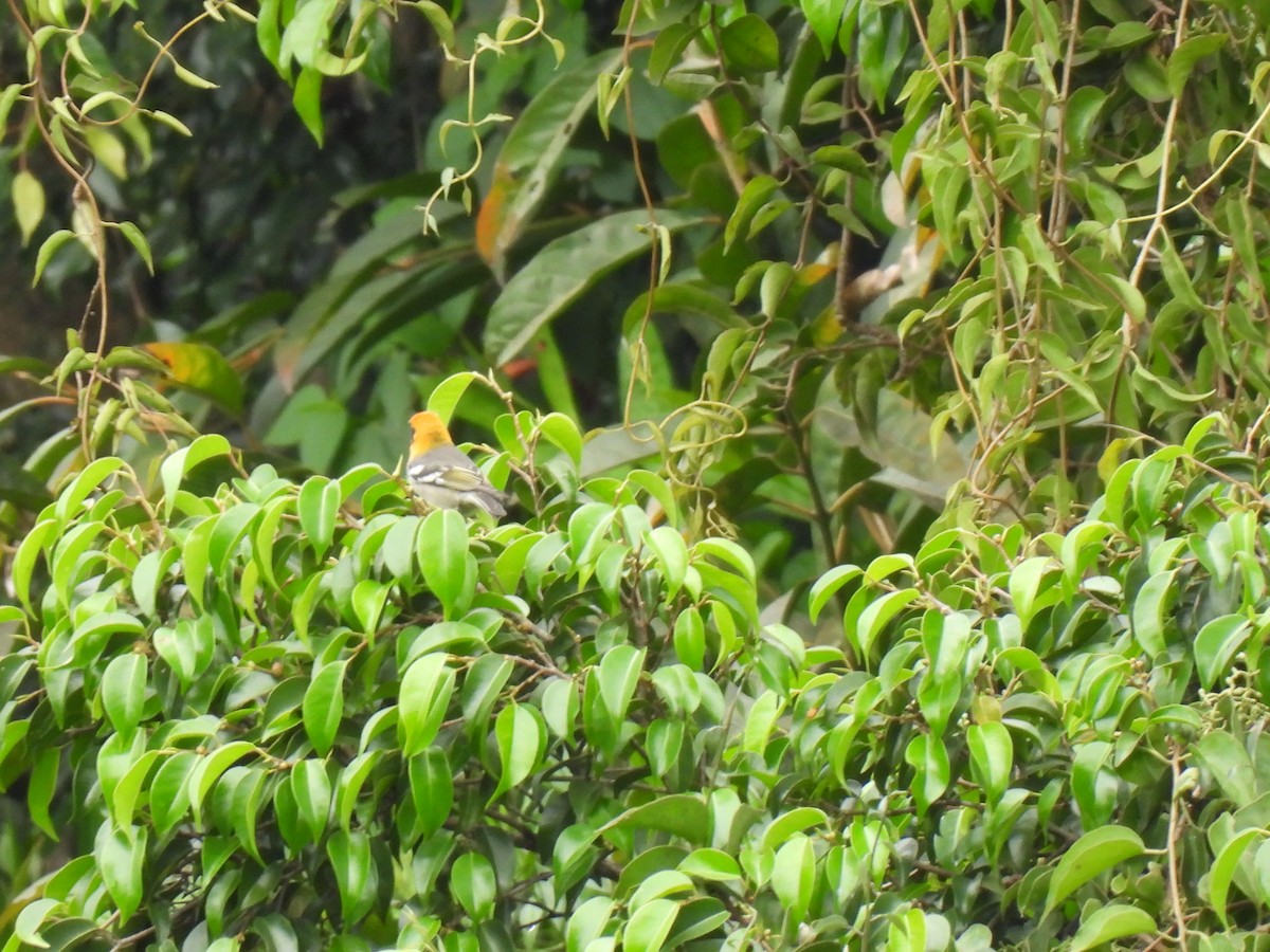 Olive Warbler - ML644614293