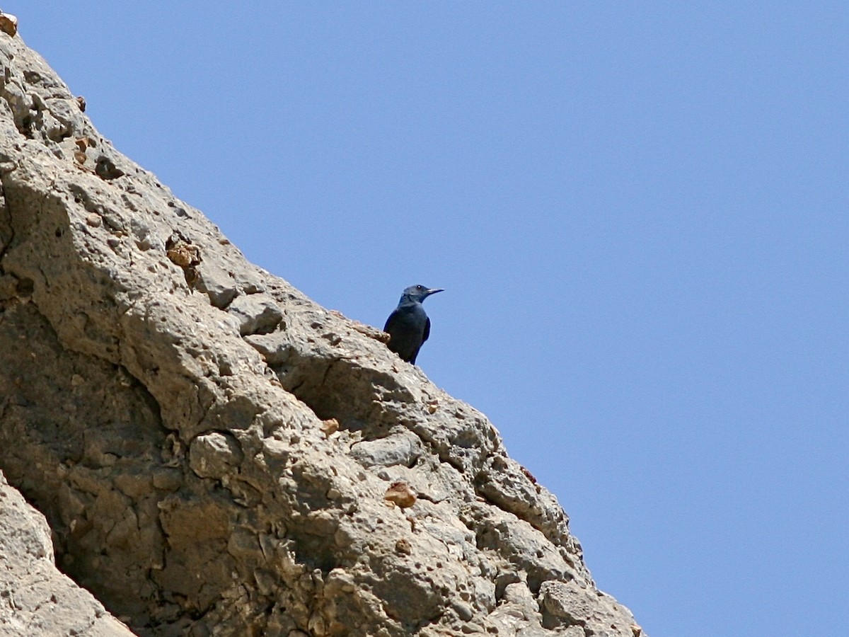 Passero solitario - ML644614300