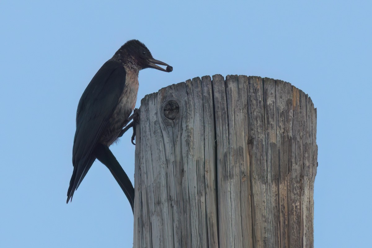 ルイスキツツキ - ML644614310