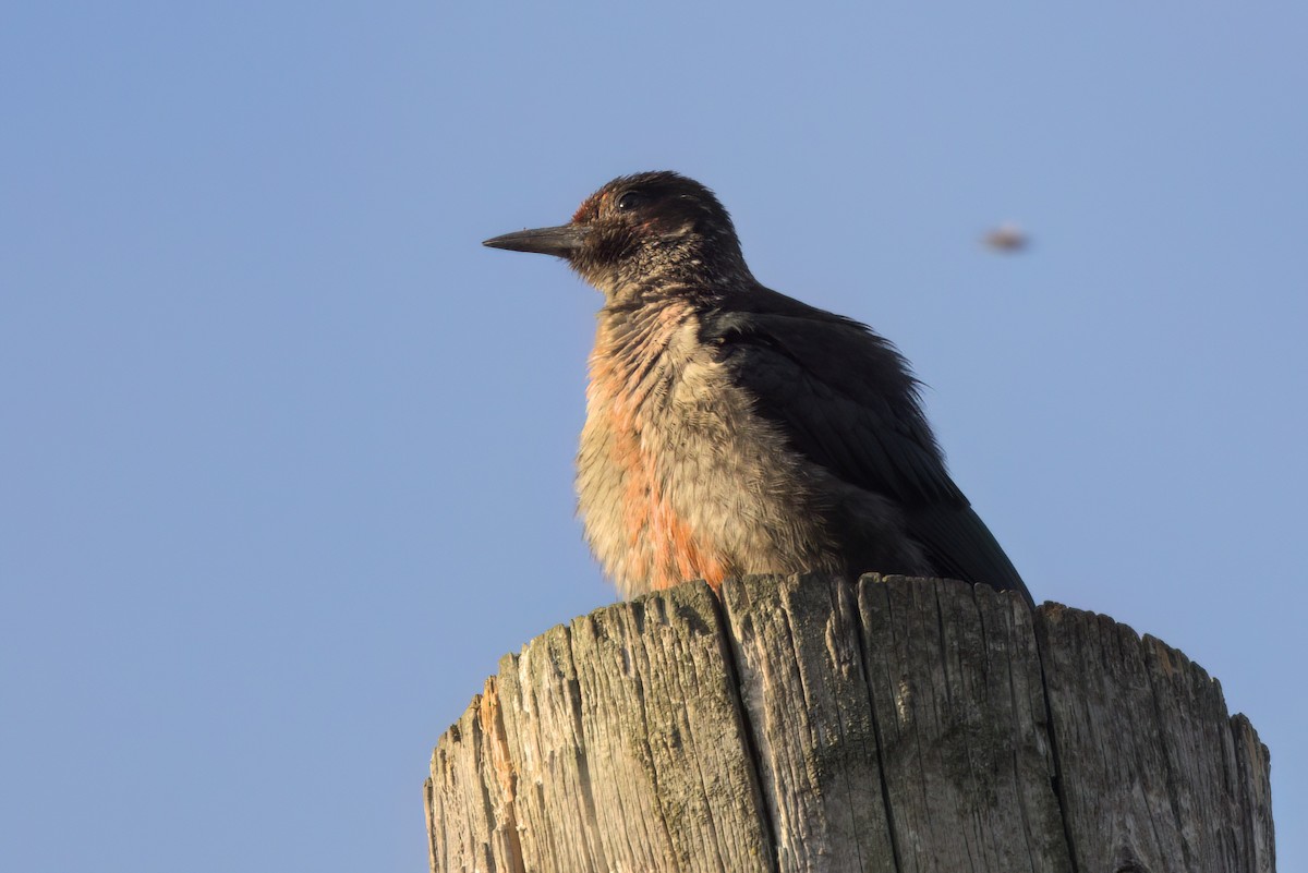 ルイスキツツキ - ML644614312