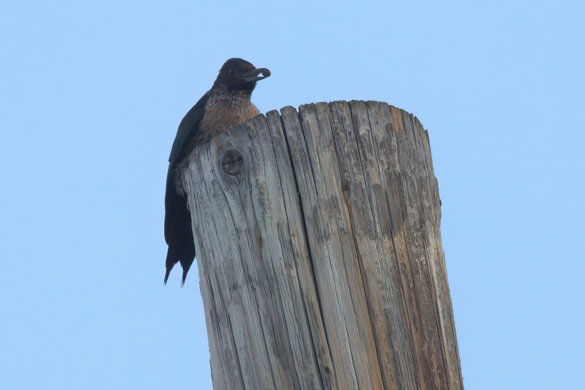 ルイスキツツキ - ML644614313