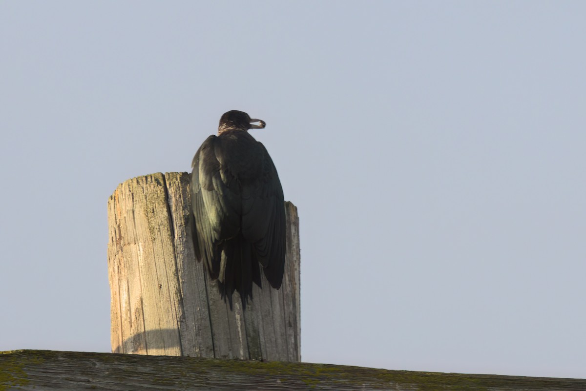 ルイスキツツキ - ML644614314