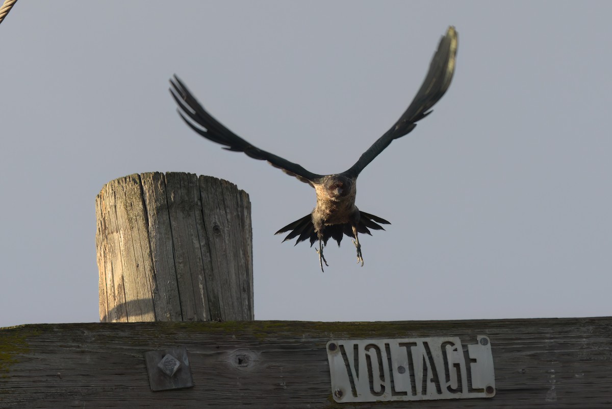 ルイスキツツキ - ML644614315