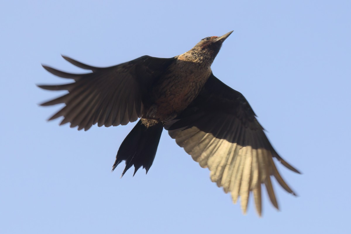 ルイスキツツキ - ML644614318