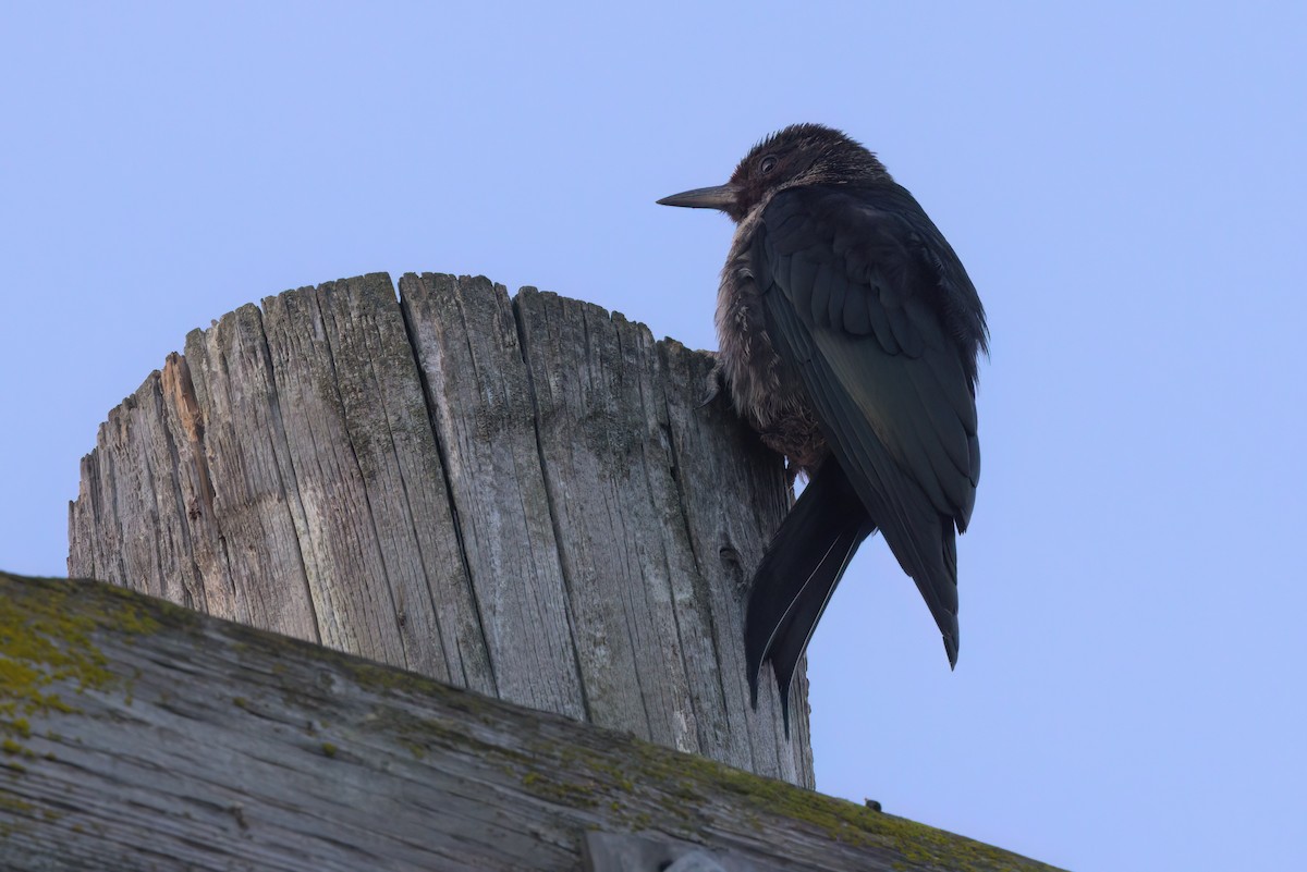 ルイスキツツキ - ML644614319