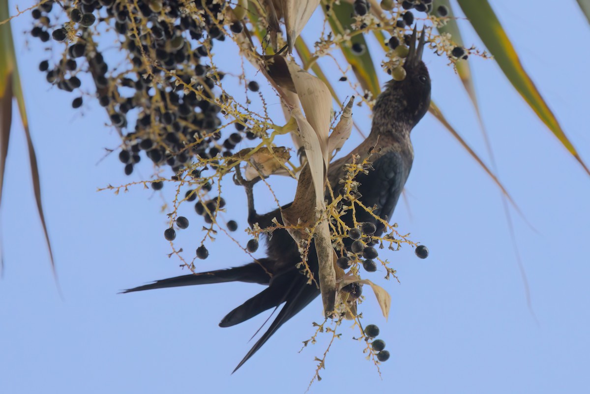 ルイスキツツキ - ML644614320