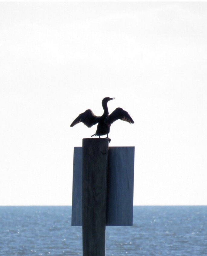 ミミヒメウ - ML644614321