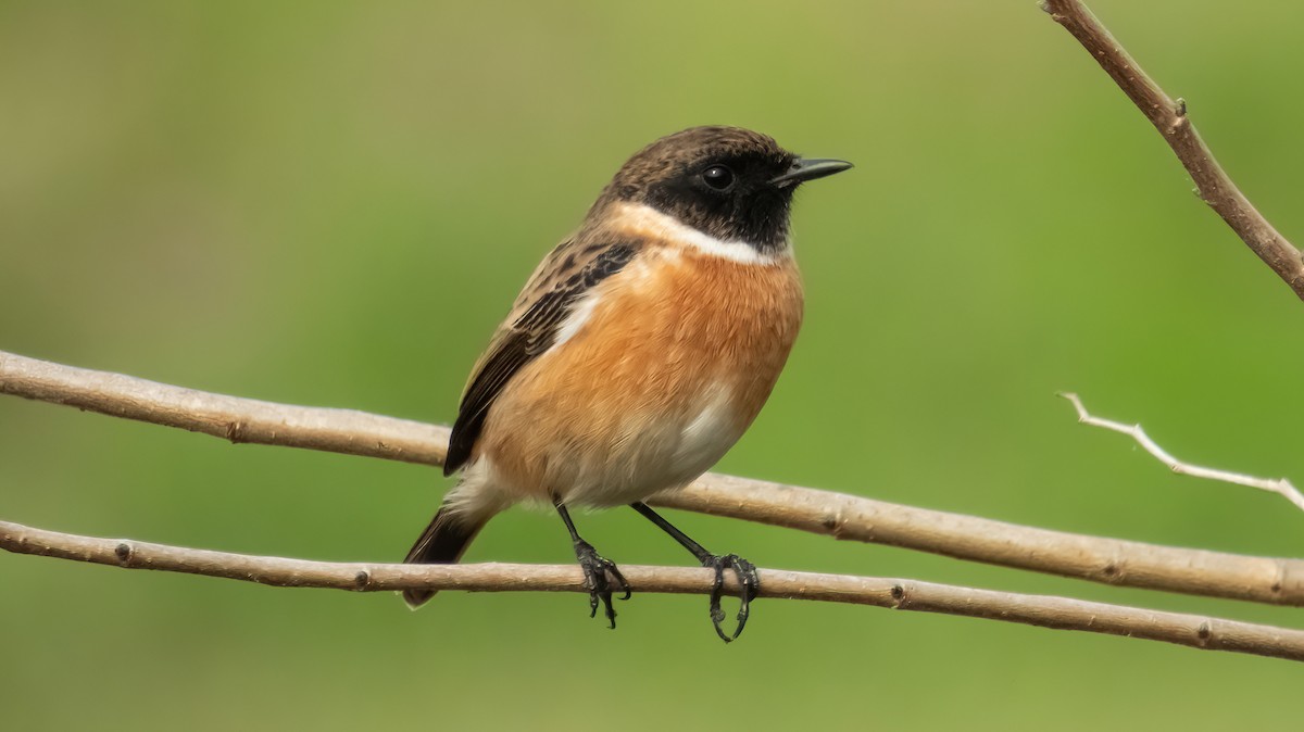 ヨーロッパノビタキ - ML644614322