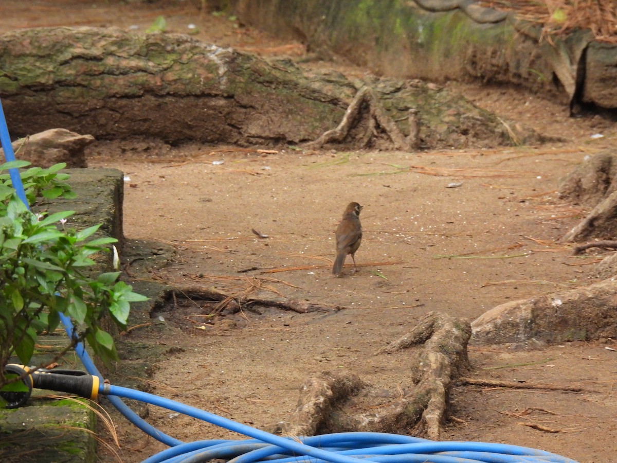 カオジロシトド - ML644614327