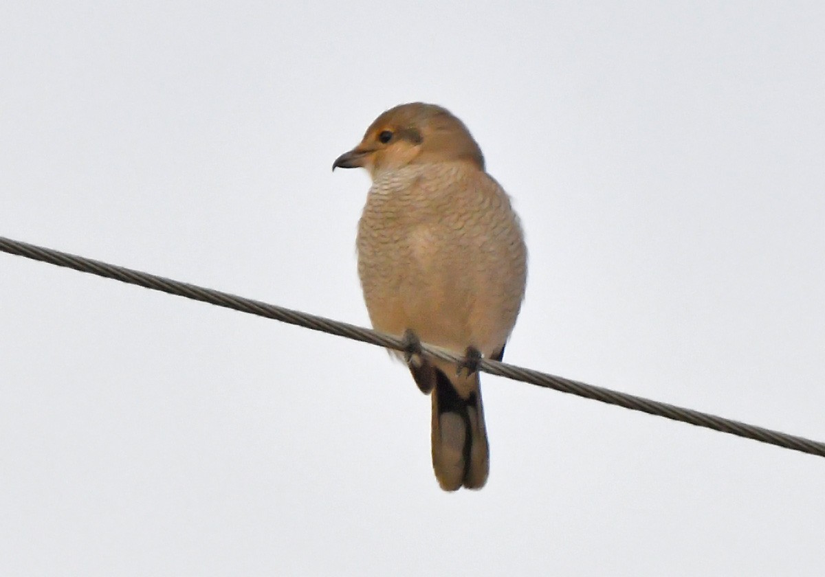 オオモズ - ML644614328