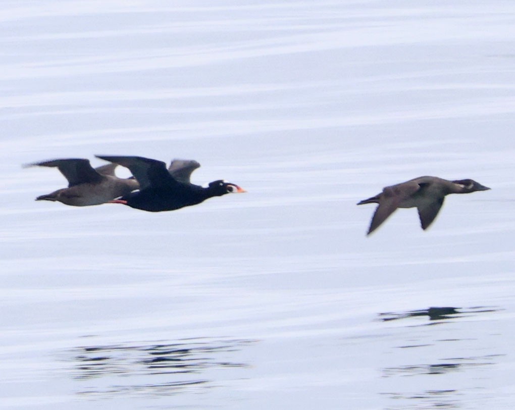 アラナミキンクロ - ML644614329