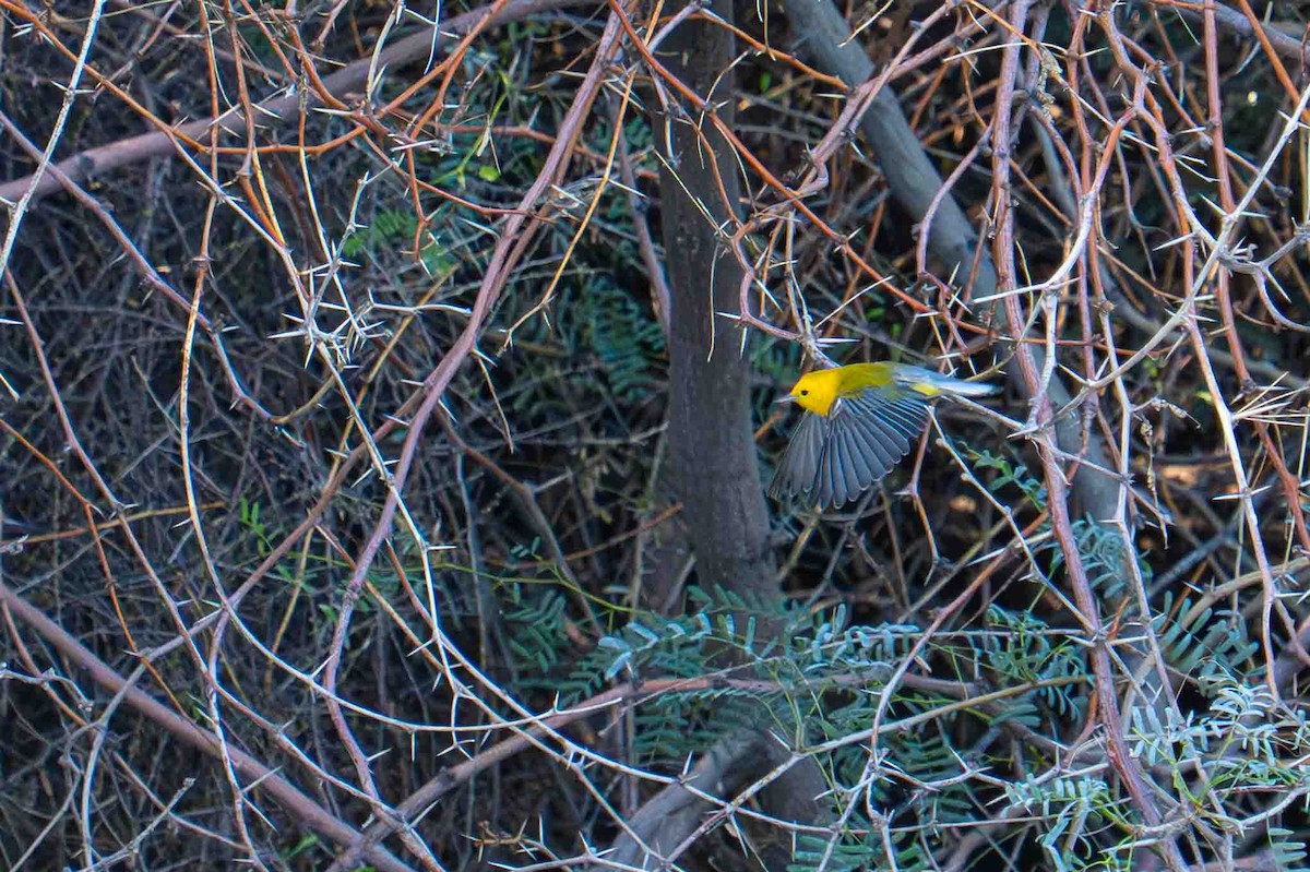 オウゴンアメリカムシクイ - ML644614330