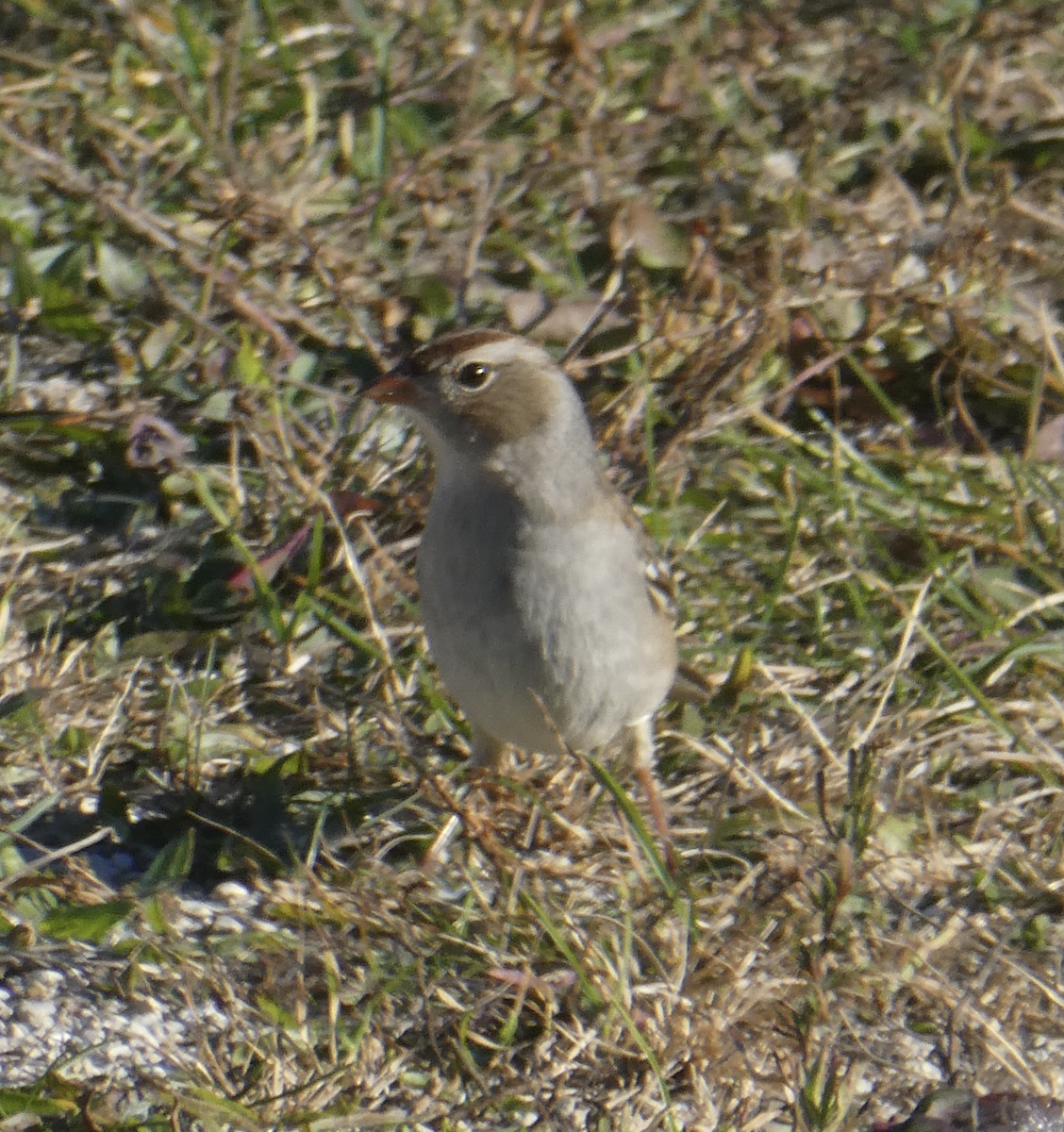 ミヤマシトド - ML644614331