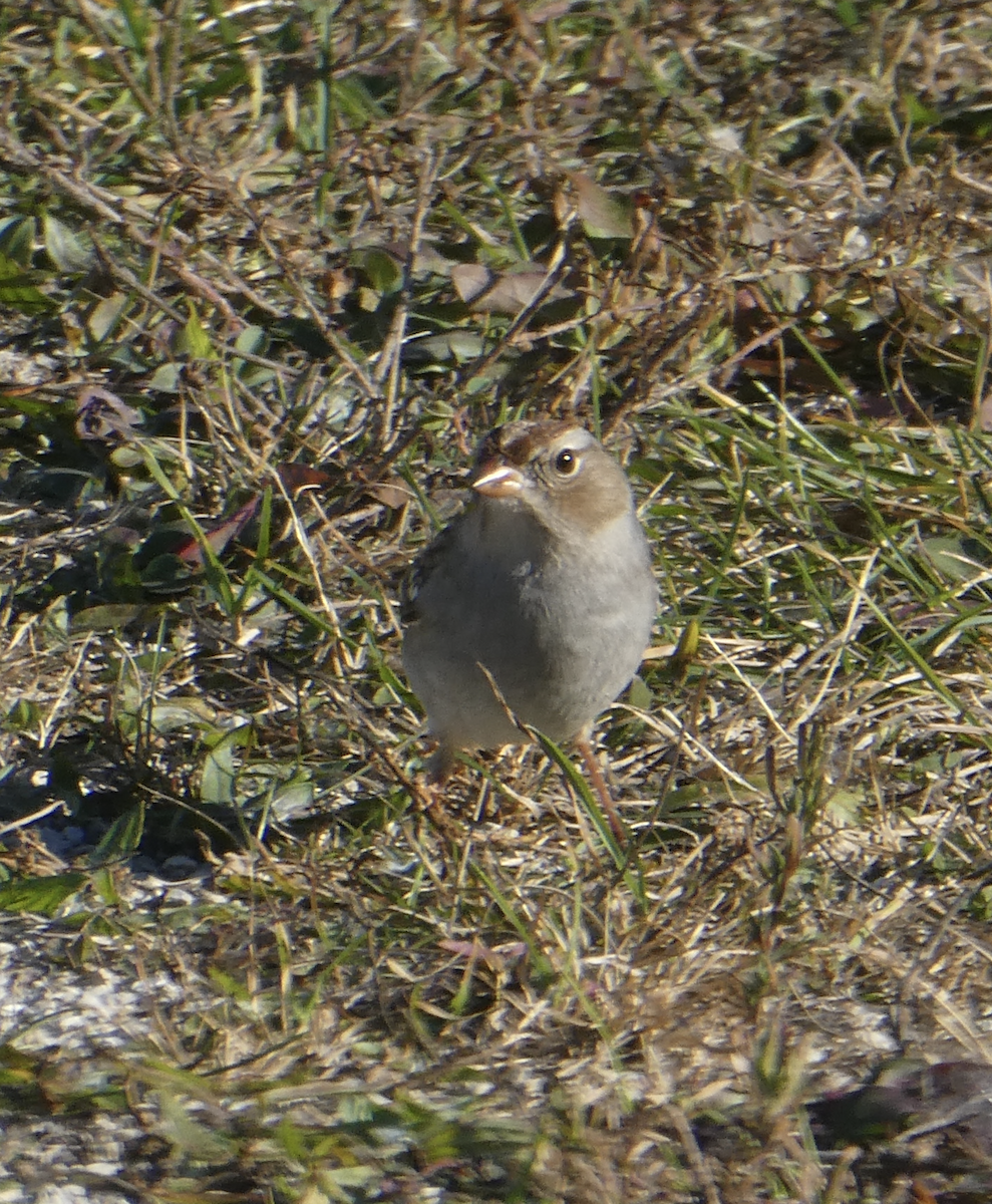 ミヤマシトド - ML644614332