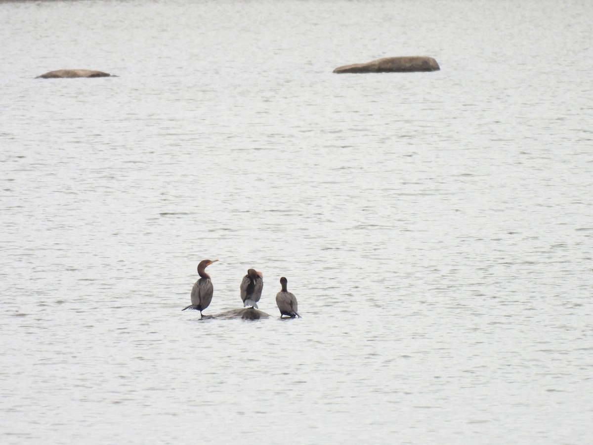 ミミヒメウ - ML644614335