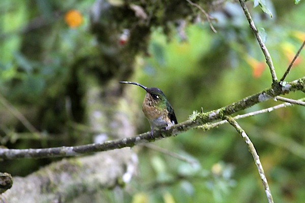 ビロードハチドリ - ML644614336