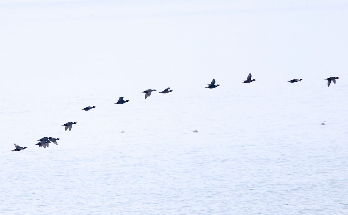 アラナミキンクロ - ML644614337