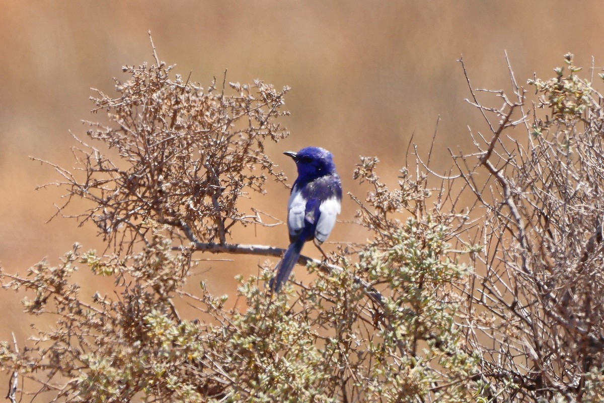 ハジロオーストラリアムシクイ - ML644614338