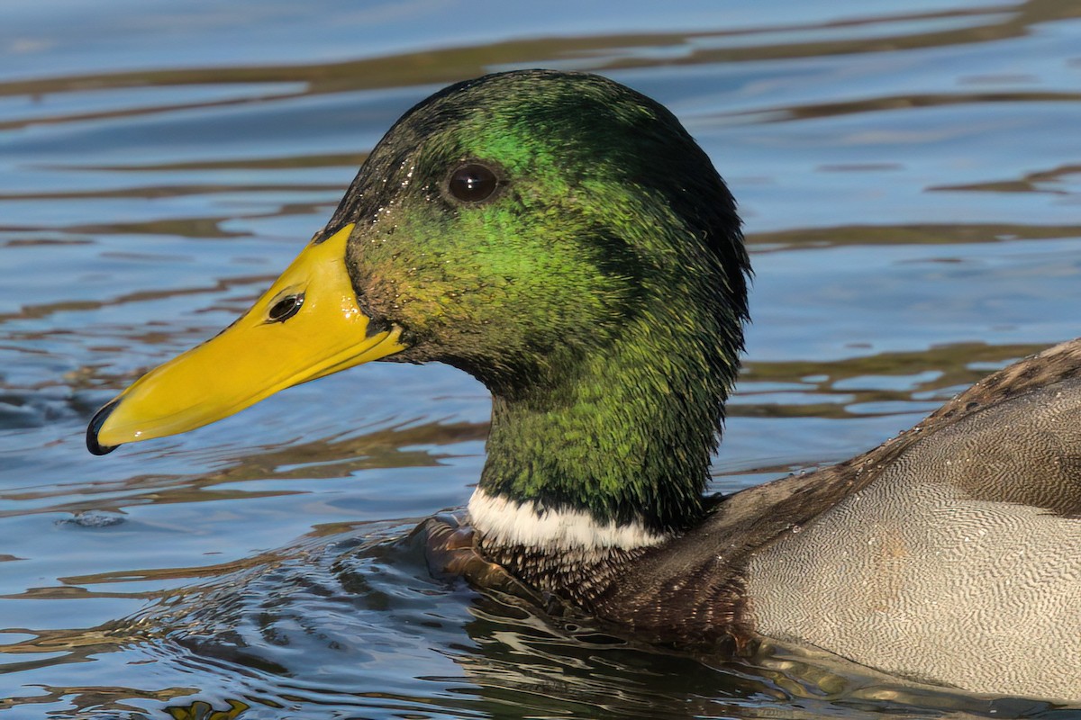 マガモ - ML644614339