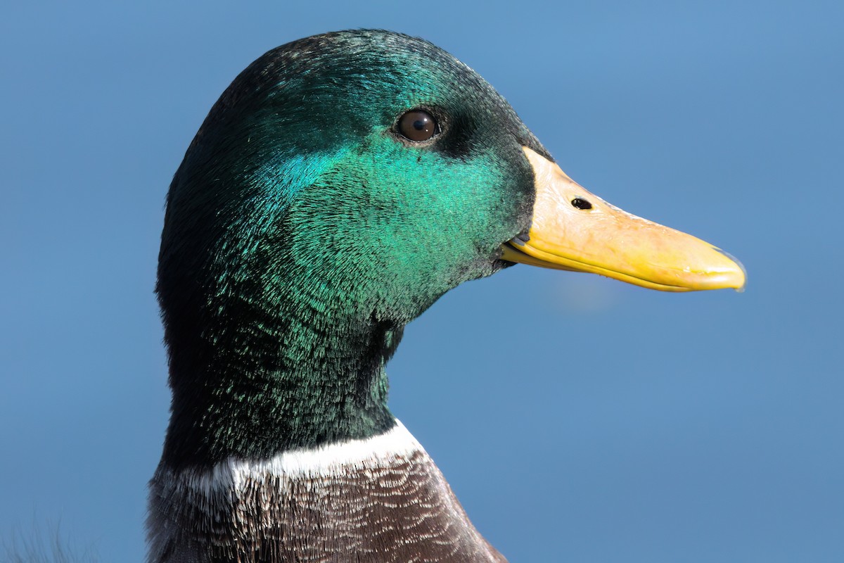 マガモ - ML644614340