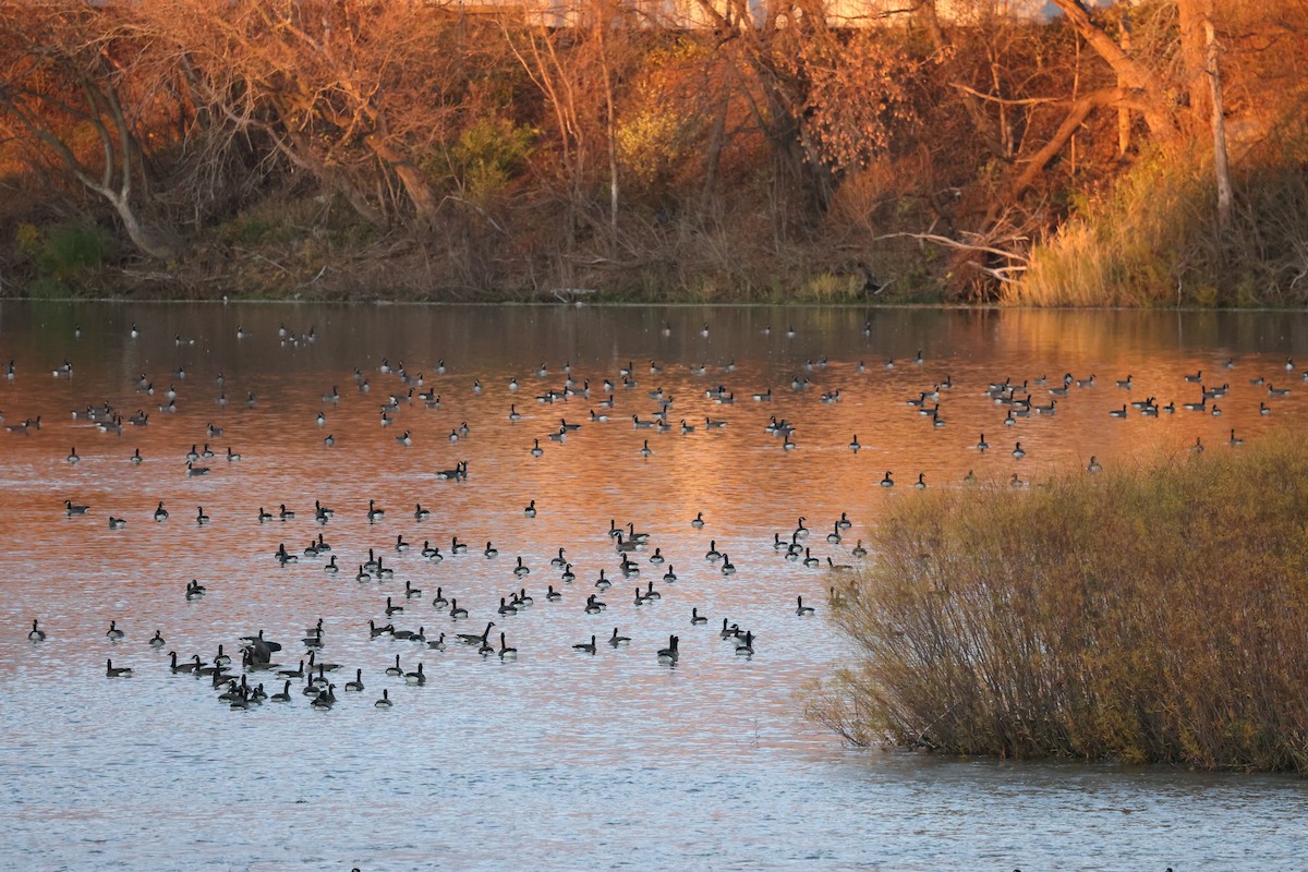 カナダガン - ML644614341